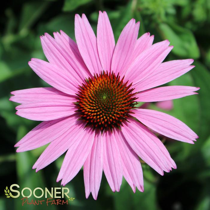 RUBY GIANT CONEFLOWER