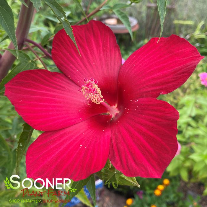 LORD BALTIMORE HARDY HIBISCUS