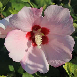 BLUSH SATIN® ALTHEA