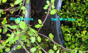 DWARF CREEPING WIRE VINE