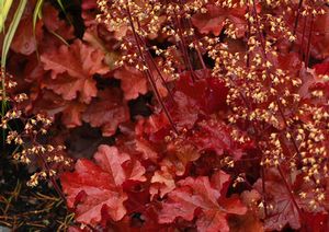 MAHOGANY CORAL BELLS
