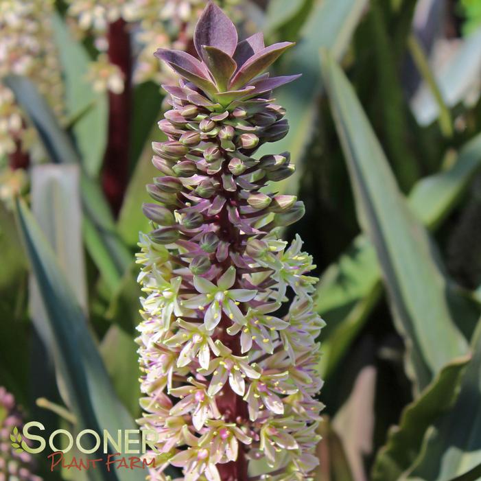 Crowning Glory™ 'Purple Reign' - Pineapple Lily - Eucomis hybrid