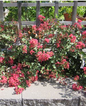 FLEMING FILIGREES™ RED FILLI CRAPEMYRTLE