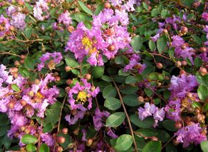 ORCHID CASCADE CRAPEMYRTLE