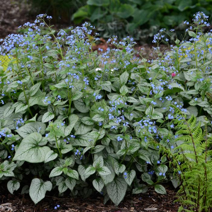 LOOKING GLASS BRUNNERA