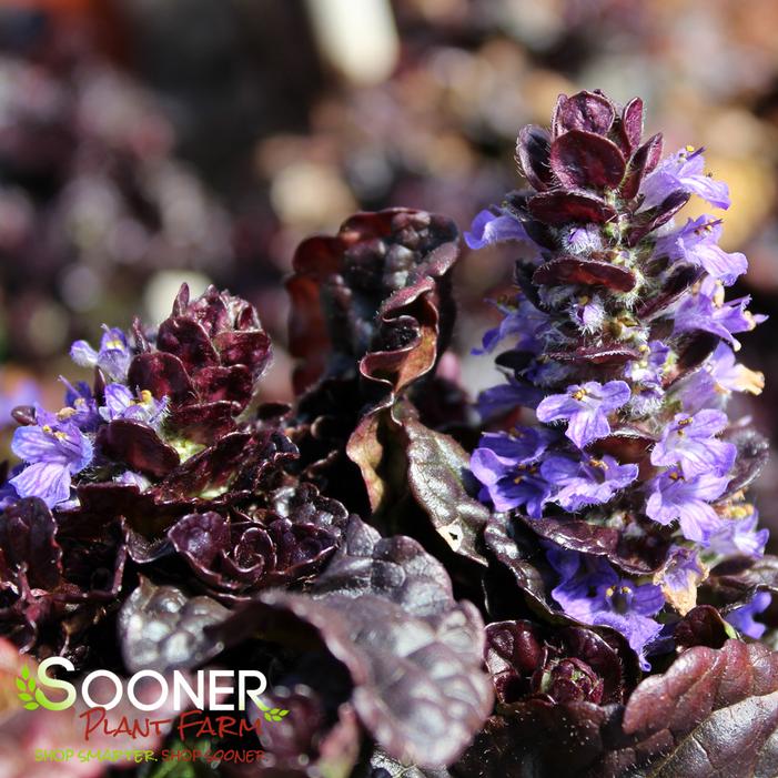 WALBERTON'S® BLACK SCALLOP AJUGA