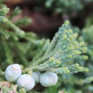 BLUE RUG JUNIPER