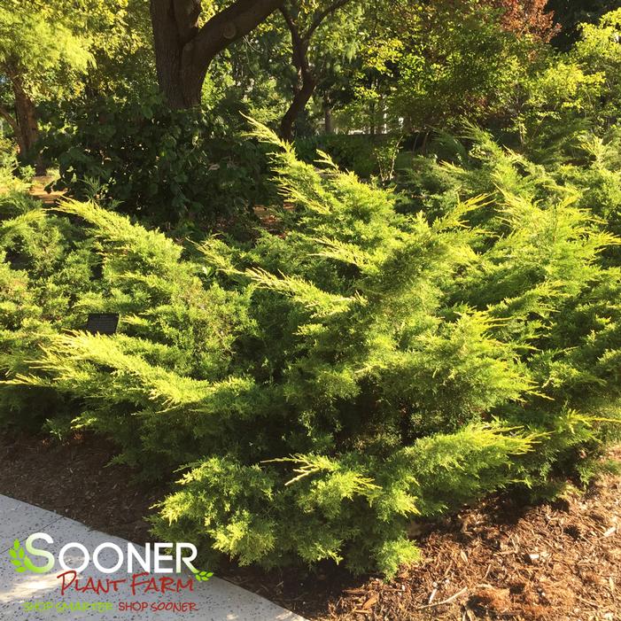 SAYBROOK GOLD® JUNIPER