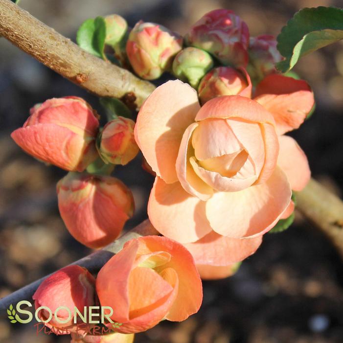 CAMEO FLOWERING QUINCE