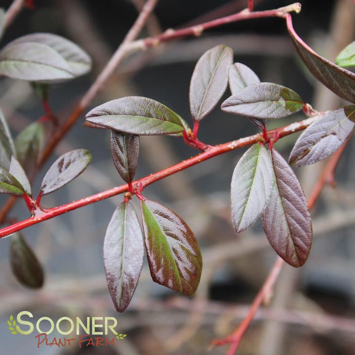 SCARLET LEADER COTONEASTER