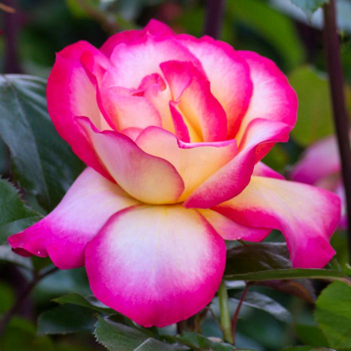 RAINBOW SORBET™ HYBRID TEA ROSE