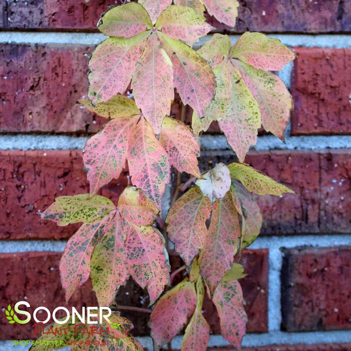 ENGELMAN VIRGINIA CREEPER