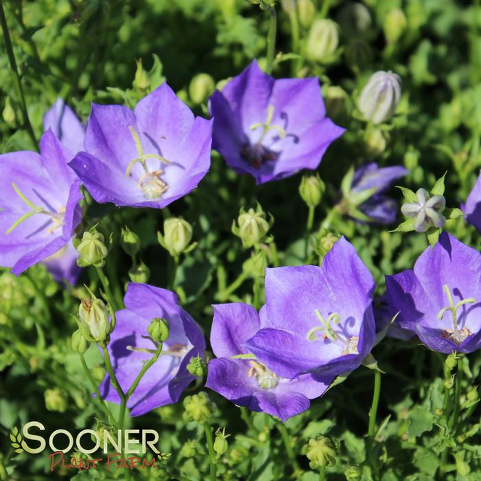 BLUE CLIPS BELLFLOWER