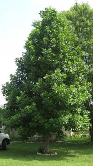 TULIP TREE