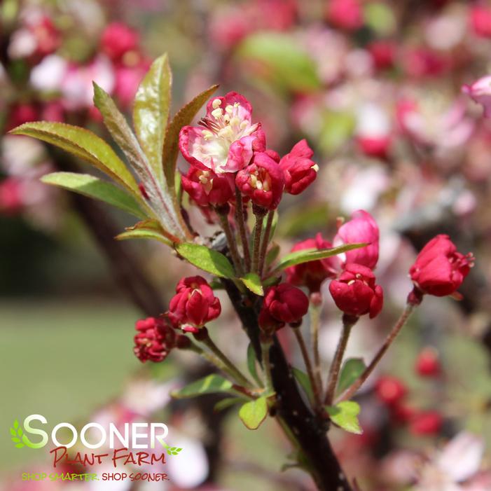 CORALBURST CRABAPPLE