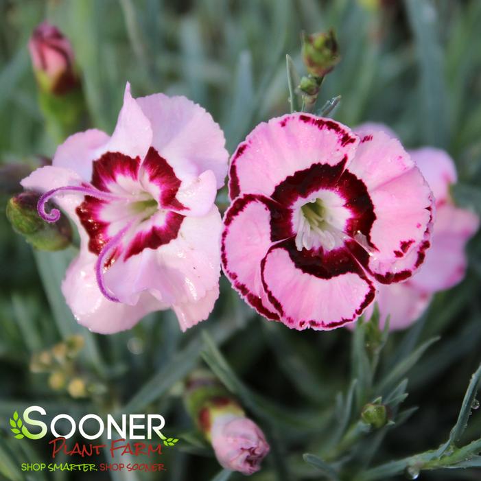 RASPBERRY SWIRL DIANTHUS