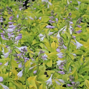 GOLD DROP HOSTA