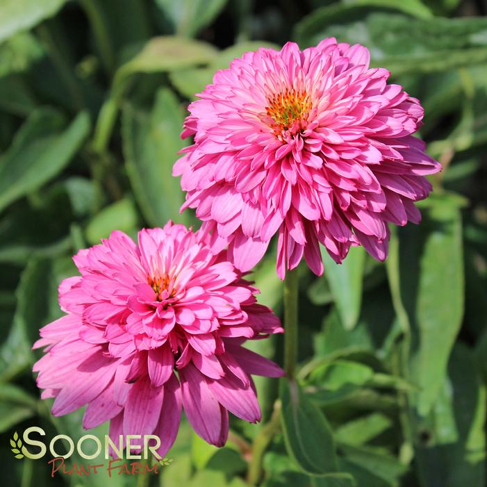 PINK POODLE CONEFLOWER