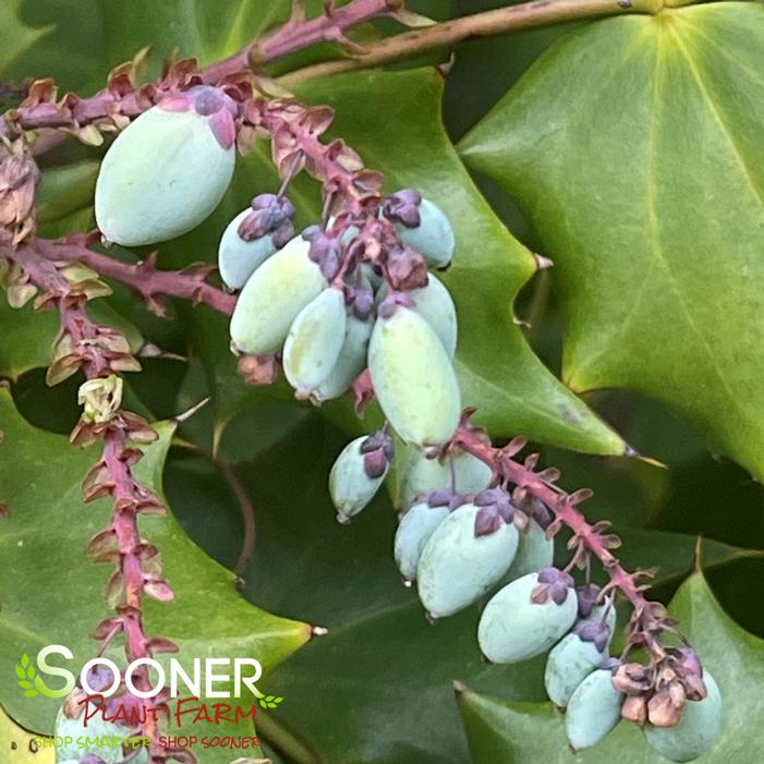 LEATHERLEAF MAHONIA