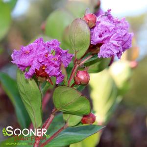 ROYALTY CRAPEMYRTLE