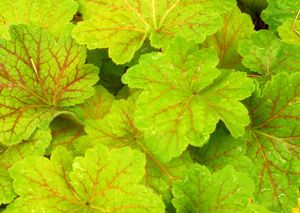 ELECTRA CORAL BELLS