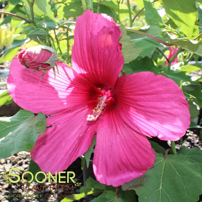 Hibiscus x 'Moy Grande'