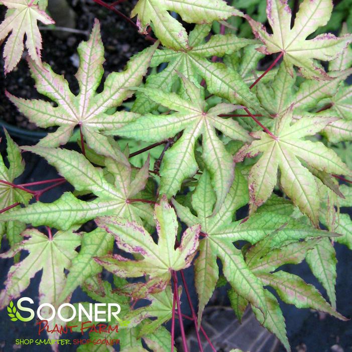 AMBER GHOST UPRIGHT JAPANESE MAPLE