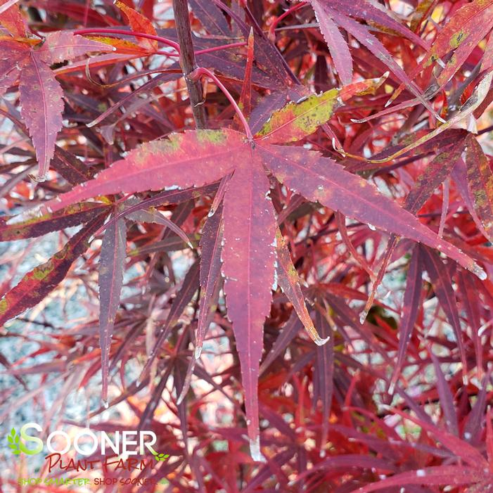 BENI OTAKE UPRIGHT JAPANESE MAPLE