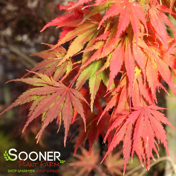 TIGER ROSE UPRIGHT JAPANESE MAPLE