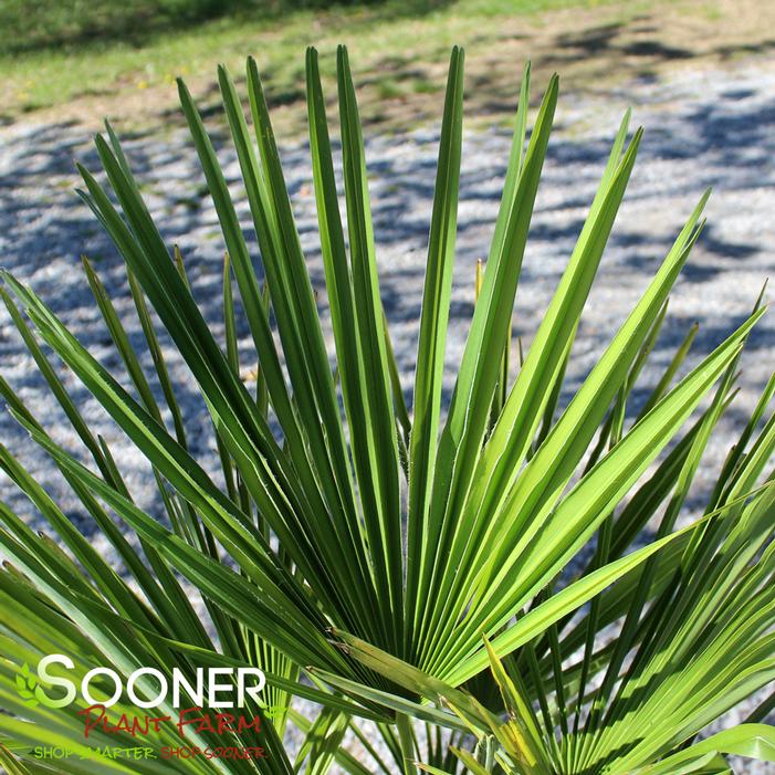 WINDMILL PALM