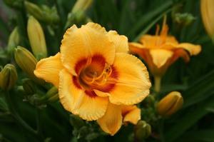 KOKOMO SUNSET™ KOKOMO™ DAYLILY