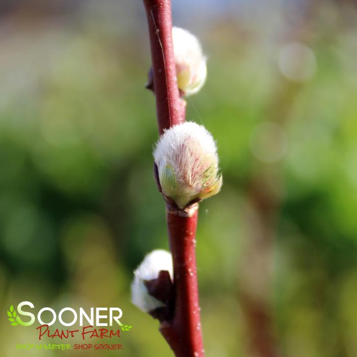 FRENCH PINK PUSSY WILLOW