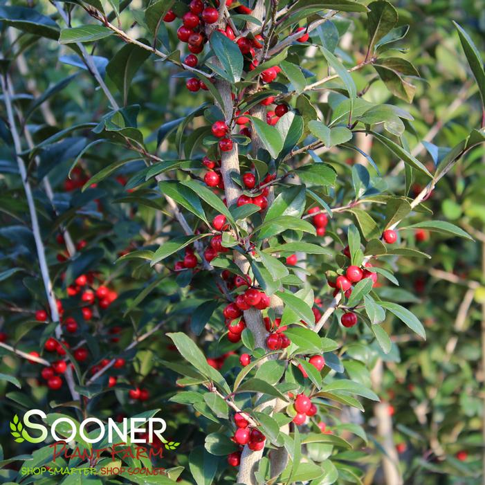 WARREN'S RED POSSUMHAW HOLLY