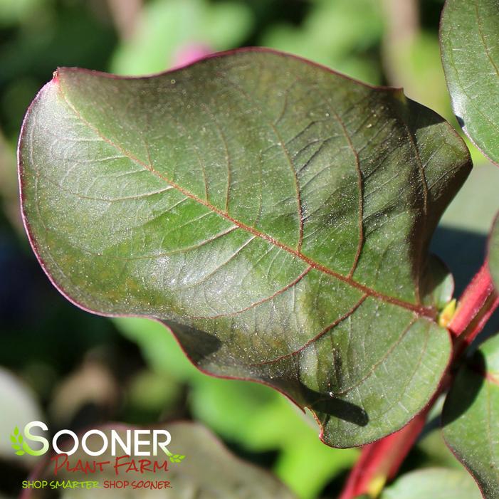 BURGUNDY COTTON® CRAPEMYRTLE