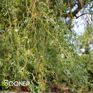 GOLDEN IDOL DWARF CORKSCREW WILLOW