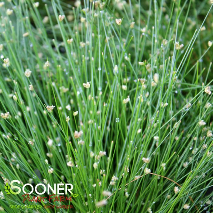 FIBER OPTIC GRASS