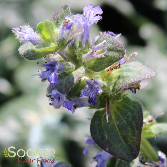 CATLIN'S GIANT AJUGA