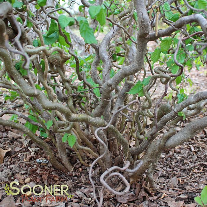 bush walking sticks