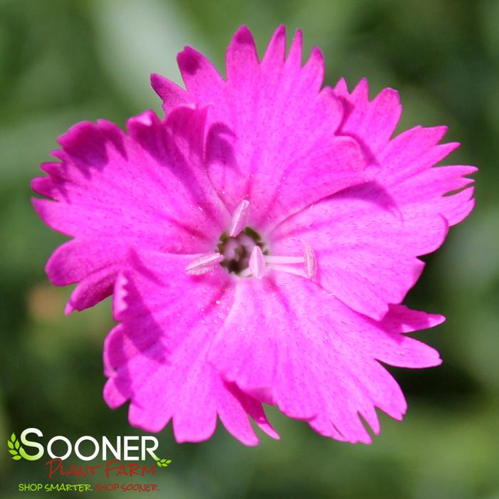 FIREWITCH DIANTHUS