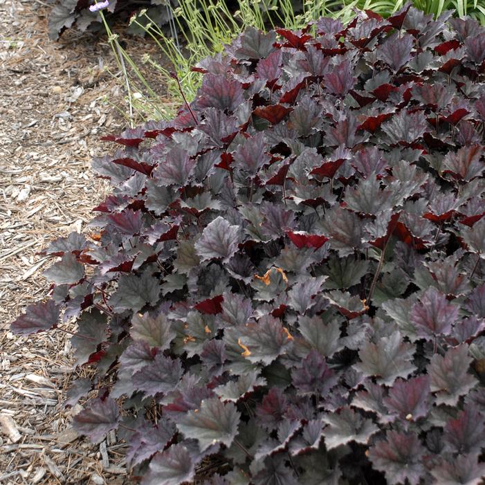 FROSTED VIOLET CORAL BELLS