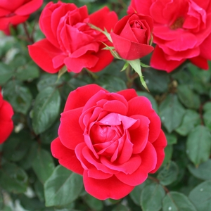 DOUBLE RED KNOCK OUT® ROSE