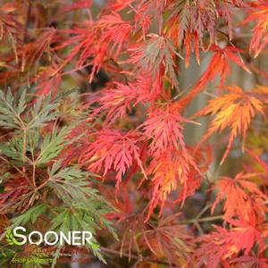 SEIRYU UPRIGHT JAPANESE MAPLE