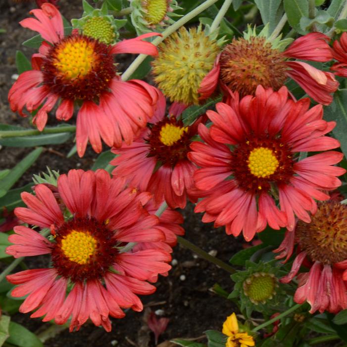 BURGUNDY BLANKET FLOWER