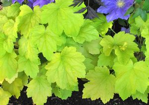 ELECTRIC LIME CORAL BELLS