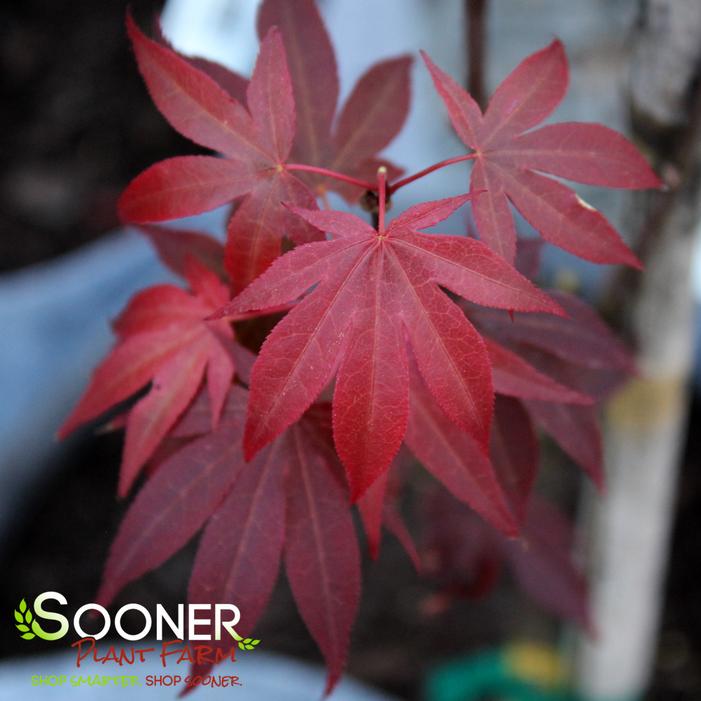 OSHIO BENI UPRIGHT JAPANESE MAPLE