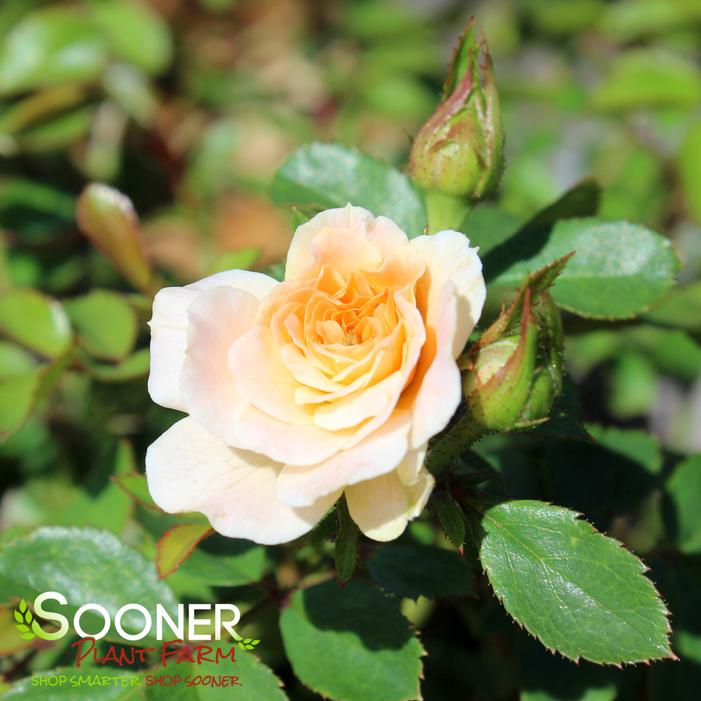 APRICOT DRIFT® ROSE