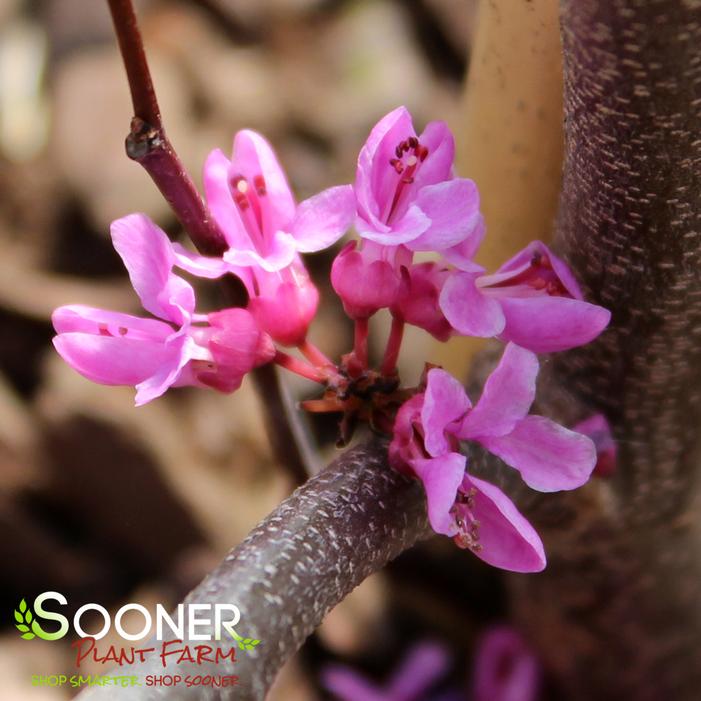 ACE OF HEARTS REDBUD