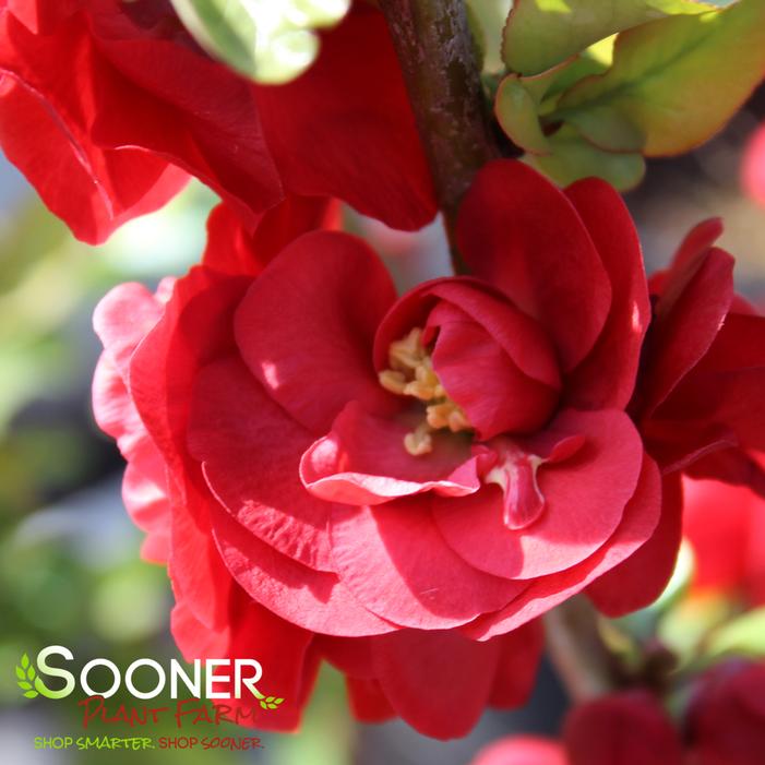 DOUBLE TAKE® SCARLET STORM QUINCE