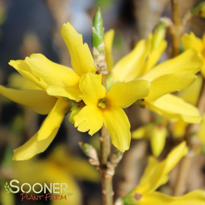 SHOWY BORDER™ FORSYTHIA