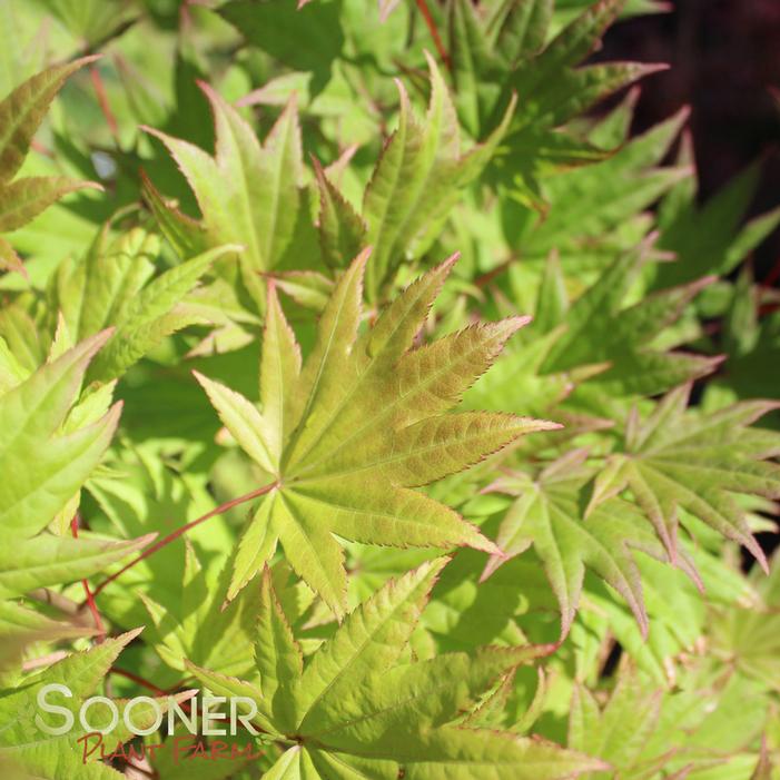 AUTUMN MOON UPRIGHT JAPANESE MAPLE